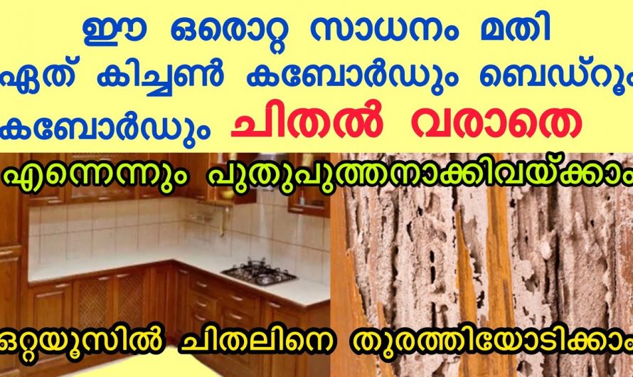 വളരെ എളുപ്പത്തിൽ ചിതൽ പ്രശ്നം പരിഹരിക്കാം..
