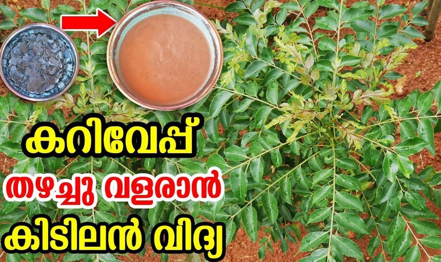 നമ്മുടെ വീട്ടിലെ കറിവേപ്പില തഴച്ചു വളരാൻ കിടിലൻ വഴി…