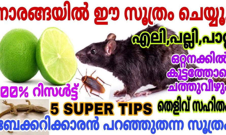 നമ്മുടെ വീടുകളിൽ സ്ഥിരം ശല്യക്കാരായ എലി,പല്ലി, പാറ്റ എന്നിവയെ തുരത്താൻ..