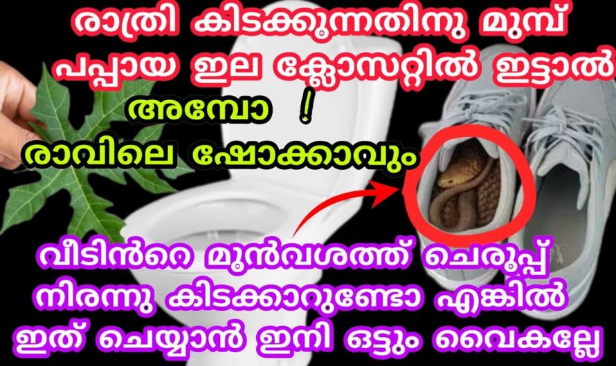 പപ്പായ ഇല ഉപയോഗിച്ച് ഇതാ കിടിലൻ പരിഹാരങ്ങൾ..