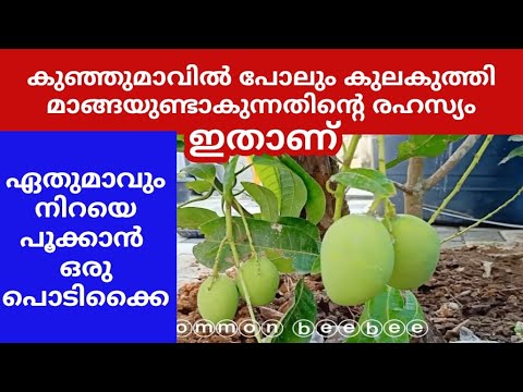 വീട്ടിലെ മാവിൻതയിൽ ധാരാളം മാങ്ങകൾ ഉണ്ടാകാൻ കിടിലൻ വഴി..