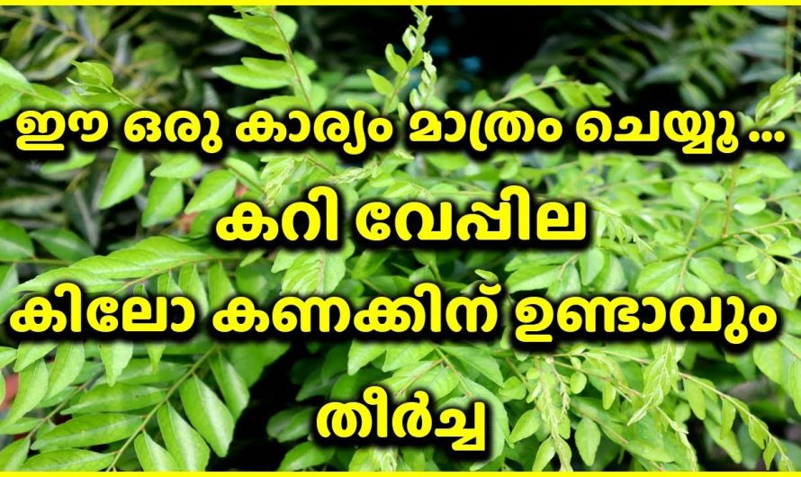 കറിവേപ്പില മരമായി വളരാൻ ഇതാ കിടിലൻ വഴി..