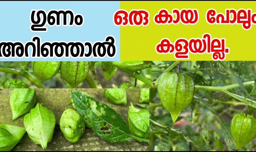 ഞൊട്ടാഞൊടിയൻ എന്ന ഔഷധസസ്യത്തിന്റെ ഞെട്ടിക്കും ഗുണങ്ങൾ..