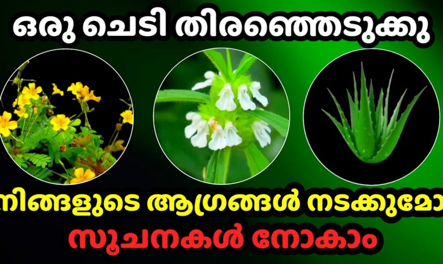 ഈ ചെടികളിൽ നിന്ന് ഒന്ന് തെരഞ്ഞെടുക്കും ഞെട്ടിക്കും സൗഭാഗ്യങ്ങളെ കുറിച്ച് തിരിച്ചറിയു…