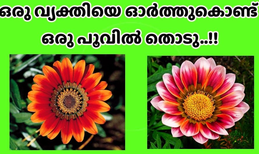 നിങ്ങൾ ഇഷ്ടപ്പെടുന്ന വ്യക്തികൾ നിങ്ങളെ  ആത്മാർത്ഥമായി സ്നേഹിക്കുന്നുണ്ടെന്ന്  മനസ്സിലാക്കാം…